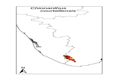 Chionanthus leprocarpus var. courtallensis